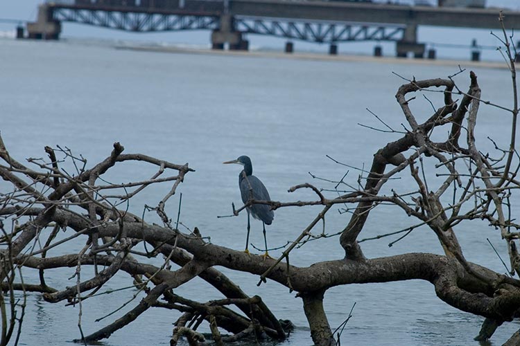 kadalundi Bird sanctuary