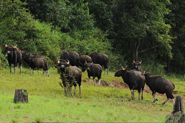 periyar_wildlife_sanctuary